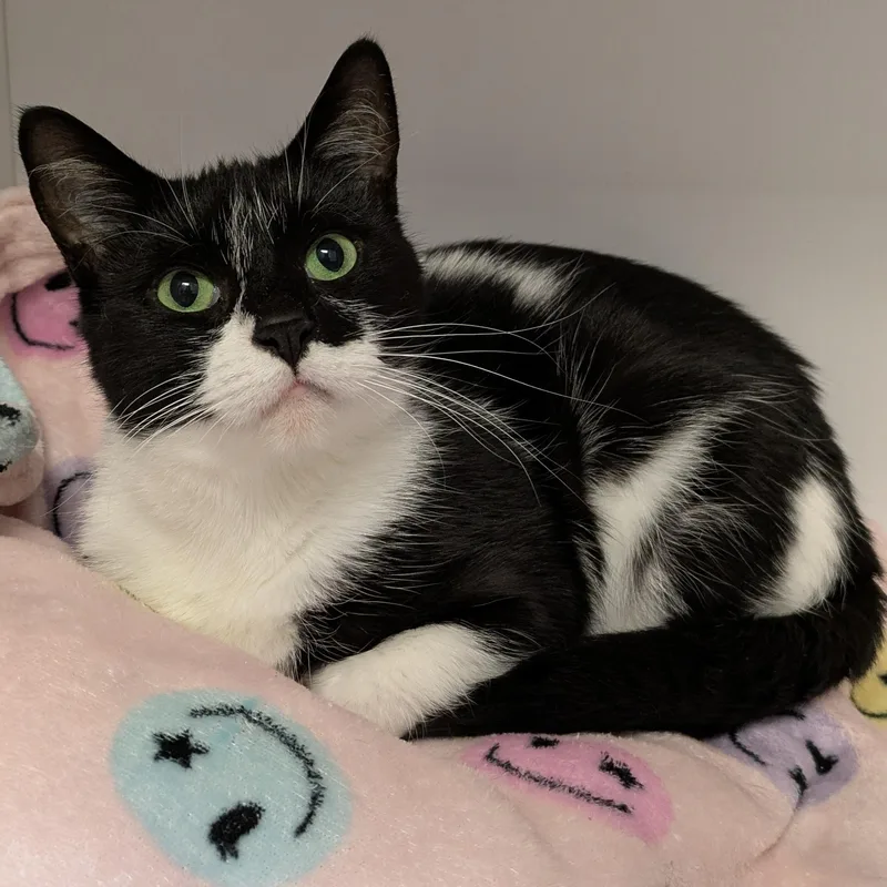 A young medium-sized female Black Domestic Short Hair cat named Pooch for adoption in Mount Pleasant, MI