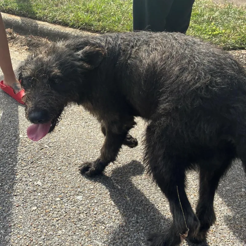 An adult large-sized male German Wirehaired Pointer dog named Cole for adoption in Montgomery, AL