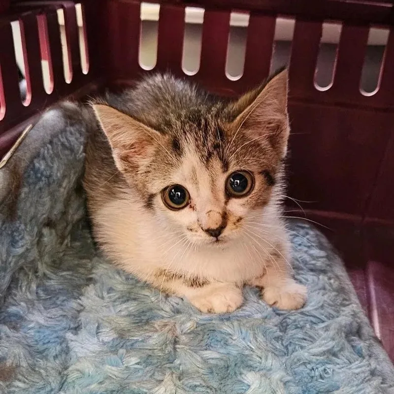A young medium-sized female Tabby (Buff / Tan / Fawn) Tabby cat named Ivy for adoption in Stanley, NC