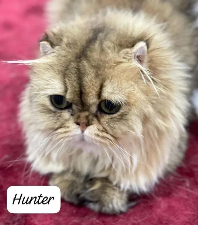 A young large-sized male Scottish Fold cat named Hunter for adoption in San Jacinto, CA