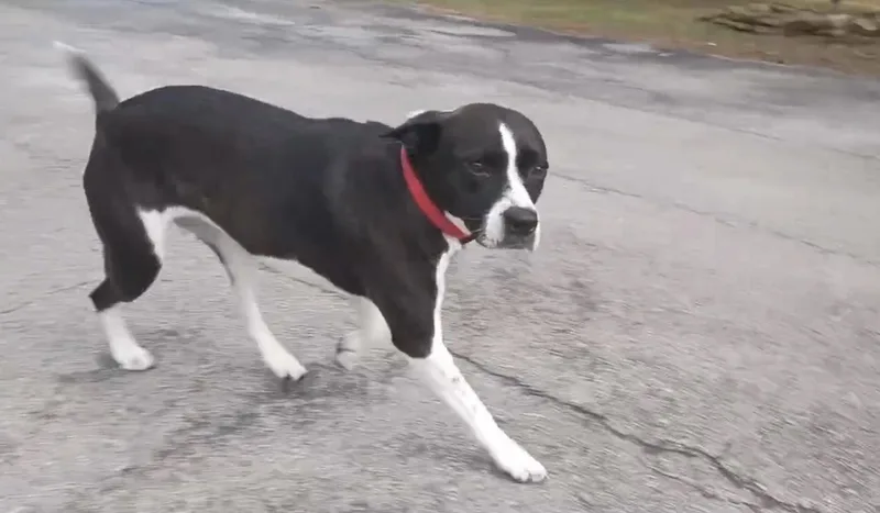 Foxie Roxie thumbnail 3