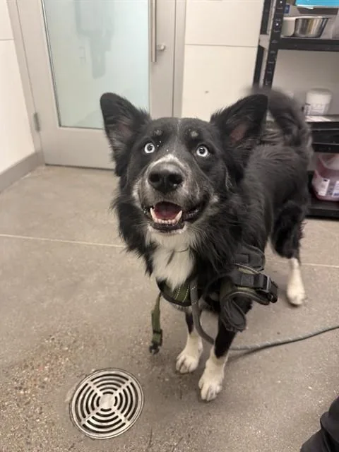 A young large-sized male Australian Cattle Dog / Blue Heeler dog named Marcisimo for adoption in Mesa, AZ