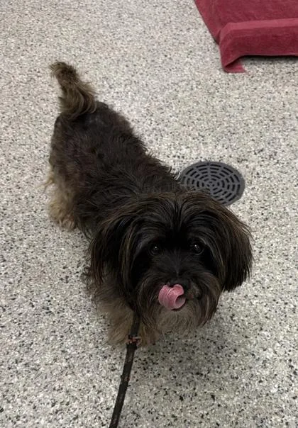 An adult small-sized male Black Mixed Breed dog named Truman for adoption in Kansas City, MO
