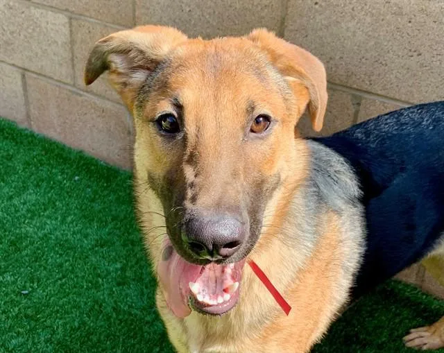 A young medium-sized female Brown / Chocolate German Shepherd Dog dog named SAVE ME PLEASE Laila for adoption in San Marcos, CA