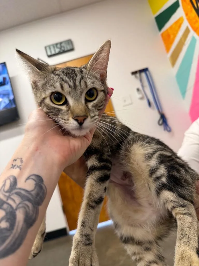 A young small-sized female Domestic Short Hair cat named Diya for adoption in Thousand Oaks, CA