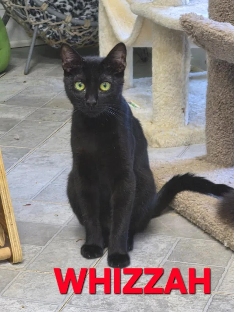 A baby medium-sized female Domestic Short Hair cat named Whizzah for adoption in Rome, GA