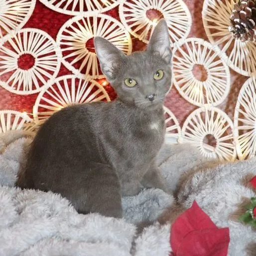 An adult medium-sized female Domestic Short Hair cat named Hera for adoption in Carneys Point, NJ
