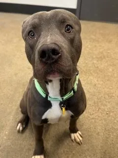 A young medium-sized male Gray / Blue / Silver Pit Bull Terrier dog named Chico for adoption in Cleveland, OH