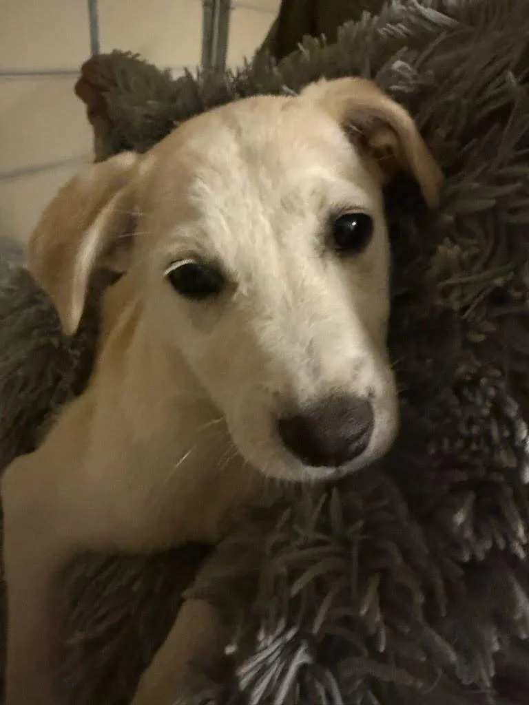 A baby medium-sized female Labrador Retriever dog named Carp for adoption in San Diego, CA
