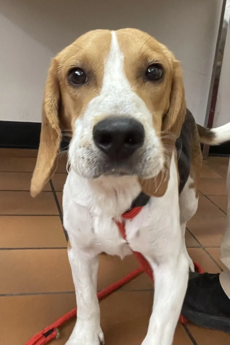 An adult medium-sized male Beagle dog named Briggs HOLD for adoption in Canton, OH
