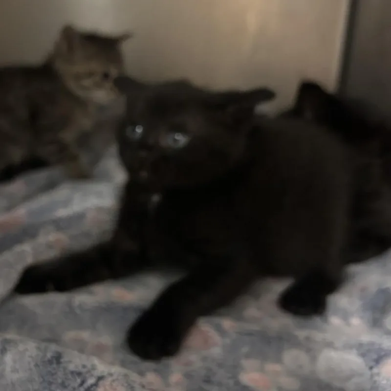 Grapefruit thumbnail 2