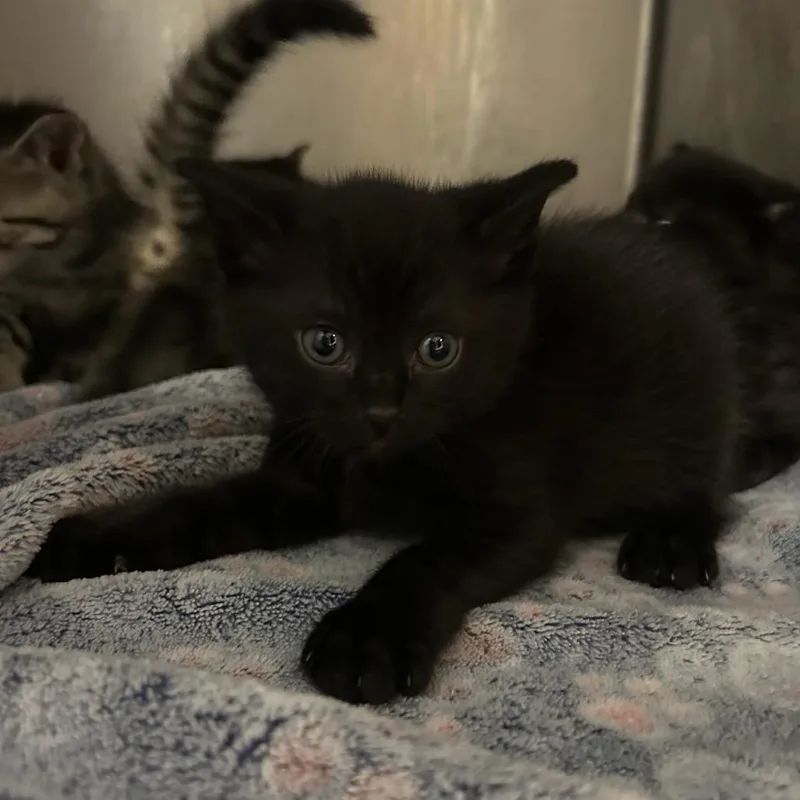 Grapefruit thumbnail 3