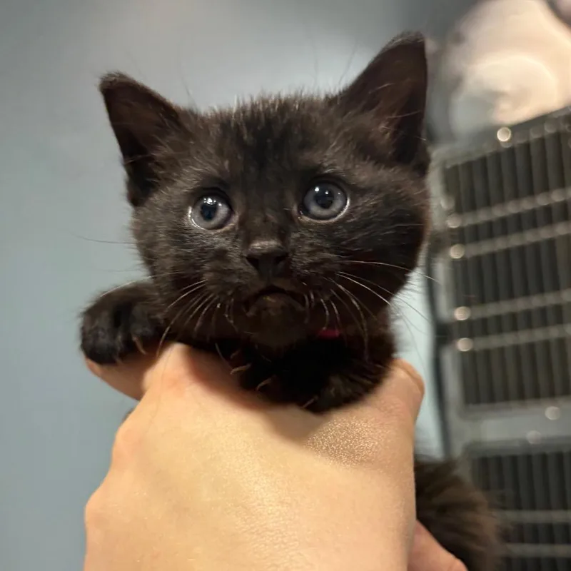 Grapefruit thumbnail 4