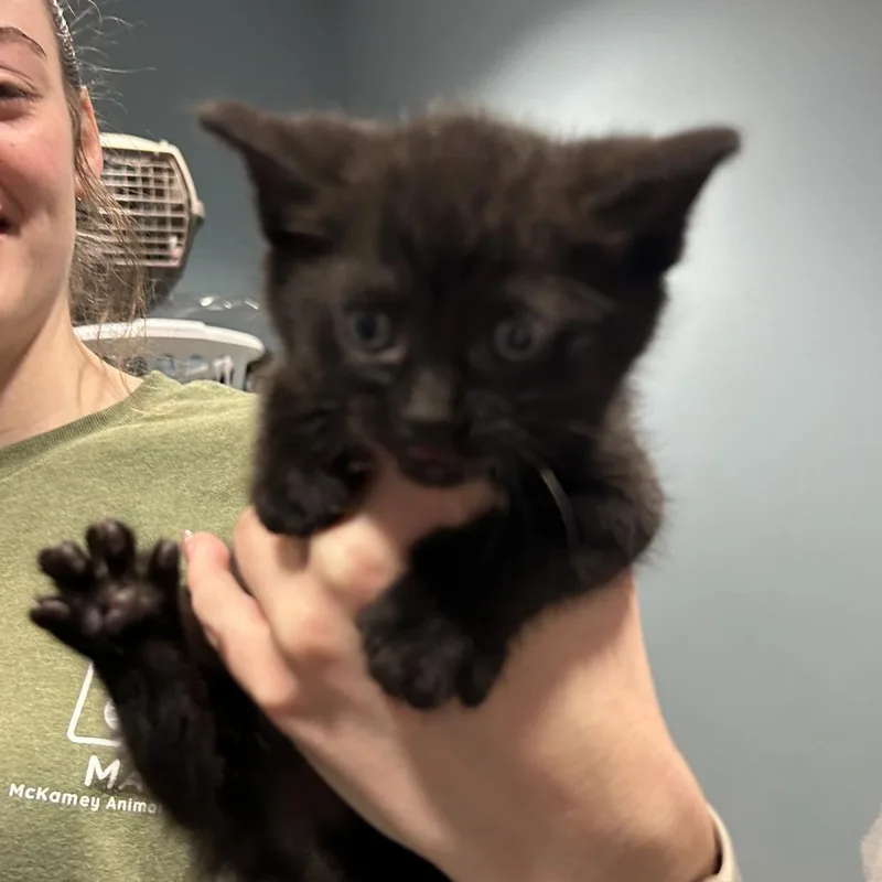 Grapefruit thumbnail 5