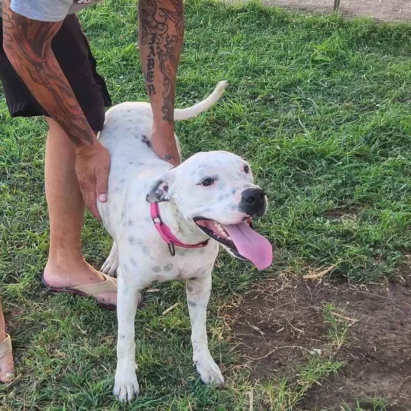 A young medium-sized male Pit Bull Terrier dog named Rusty for adoption in PLAINFIELD, CT