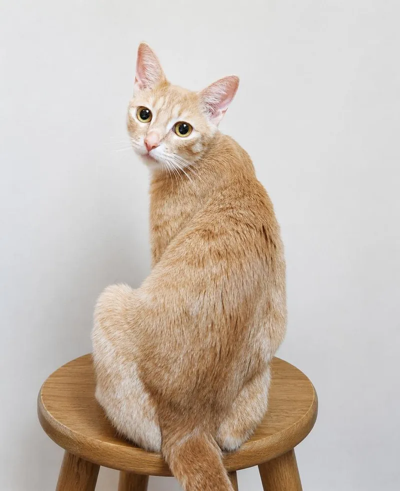 An adult small-sized female Tabby (Orange / Red) Domestic Short Hair cat named Reign for adoption in Homer Glen, IL