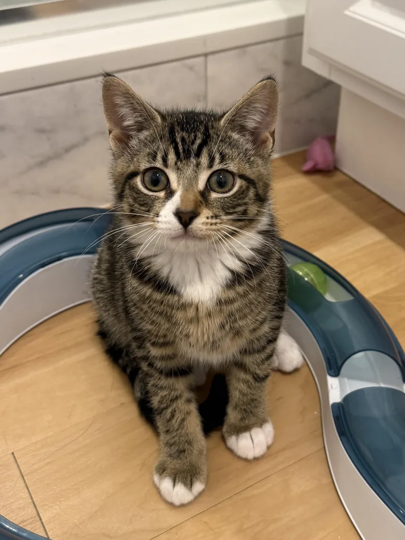 A baby medium-sized female Tabby (Brown / Chocolate) Domestic Short Hair cat named Avery for adoption in New York, NY
