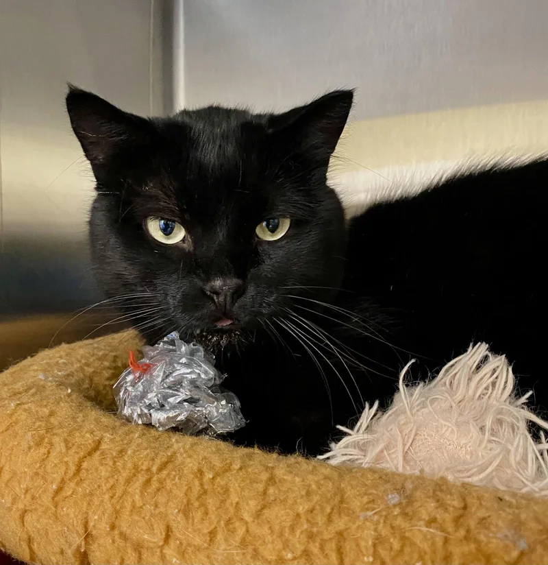An adult medium-sized male Black Domestic Short Hair cat named Vaughn for adoption in Fargo, ND