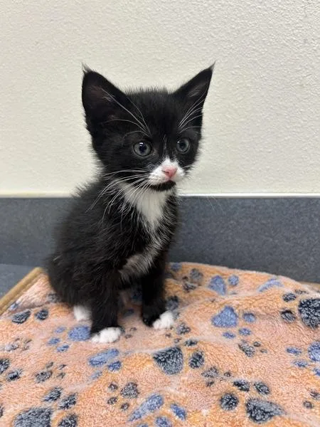A baby small-sized female Domestic Medium Hair cat named Olive for adoption in Kennewick, WA