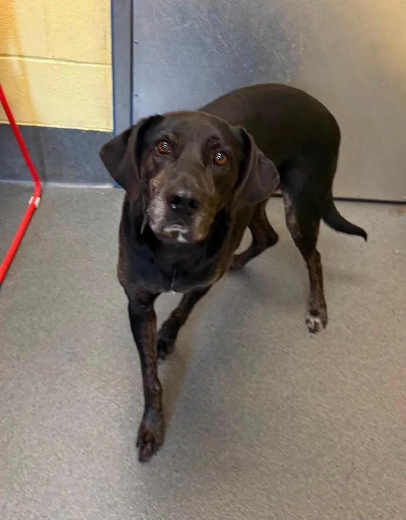 A senior large-sized male Brindle Plott Hound dog named sweet Bear for adoption in Amherst, VA