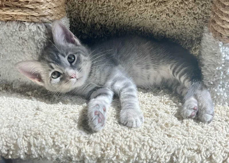 A baby medium-sized male Tabby (Gray / Blue / Silver) Tabby cat named Zuma for adoption in San Juan Capistrano, CA