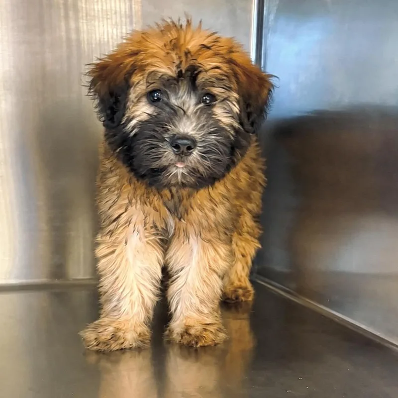 A baby medium-sized male Wheaten Terrier dog named Oscar for adoption in Columbus, OH