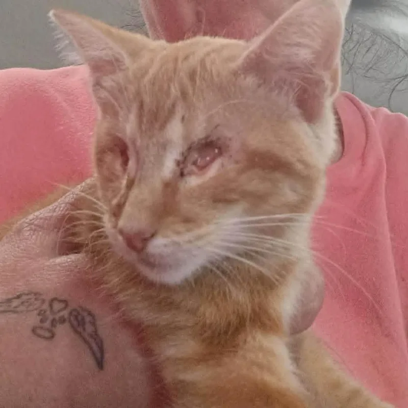 A baby small-sized male Orange / Red Domestic Short Hair cat named Firefly for adoption in Fredericksburg, TX