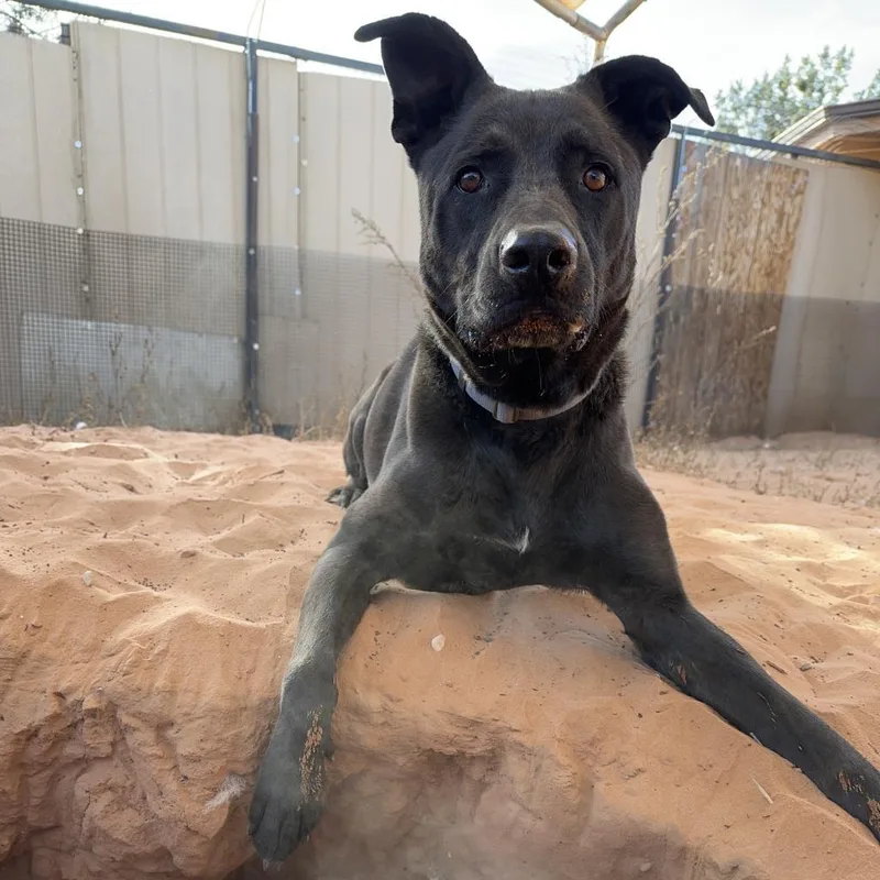 A senior large-sized male Black Labrador Retriever dog named Cedar for adoption in Branford, CT