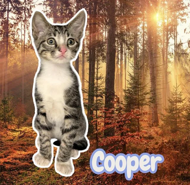 A baby small-sized male Domestic Short Hair cat named Cooper for adoption in Visalia, CA
