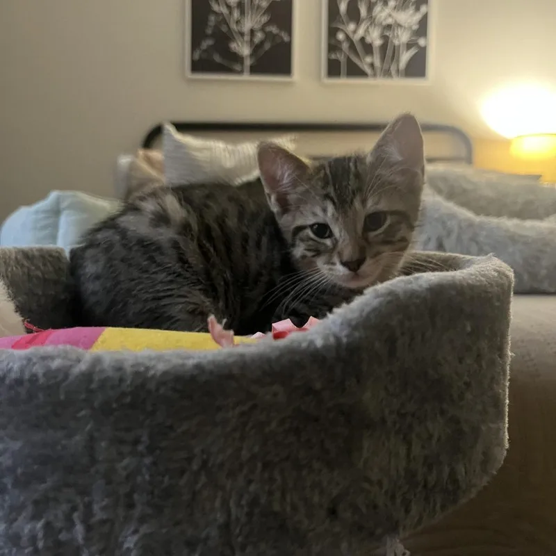 A baby small-sized female Gray / Blue / Silver Domestic Short Hair cat named Raine for adoption in Fort Lauderdale, FL
