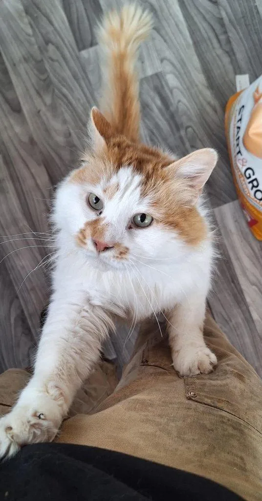 A young large-sized male Orange & White Domestic Long Hair cat named Ezra for adoption in Anchorage, AK