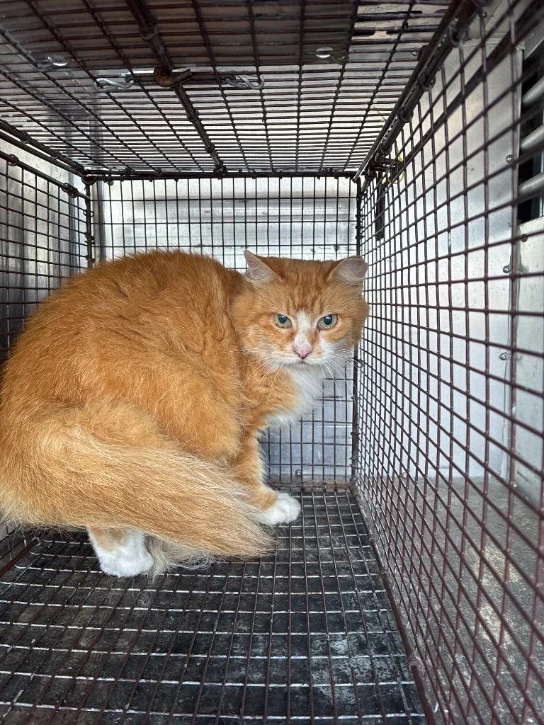 A young medium-sized male Domestic Medium Hair cat named Julio for adoption in New Braunfels, TX