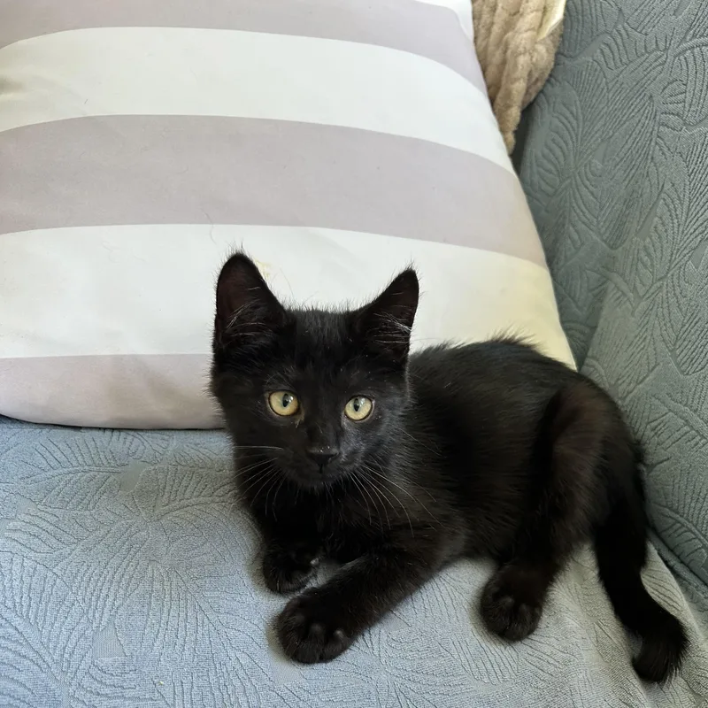 A baby small-sized male Black Domestic Short Hair cat named Jasper for adoption in Westville, NJ