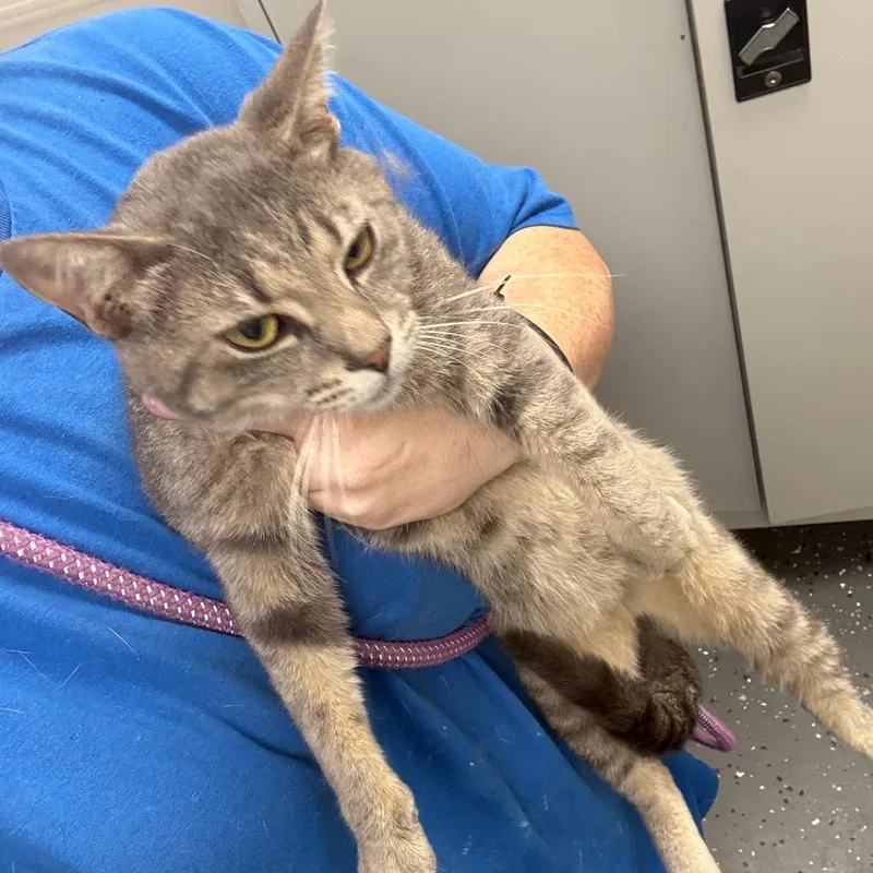 An adult medium-sized male Gray / Blue / Silver Domestic Short Hair cat named King George for adoption in Columbiana, AL