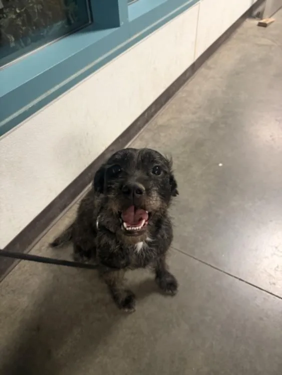 A young medium-sized female Schnauzer dog named Athena for adoption in Chatsworth, CA