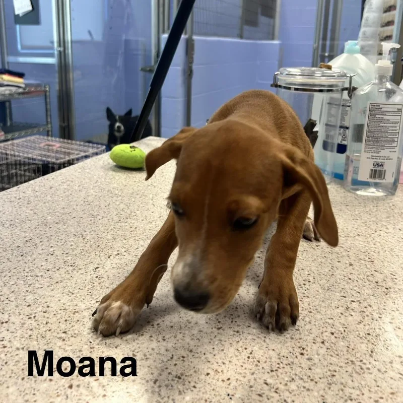 A baby medium-sized female White / Cream Pit Bull Terrier dog named Moana for adoption in Madisonville, TN