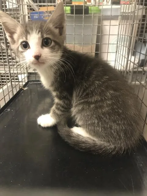 A baby small-sized male Domestic Short Hair cat named Buddy for adoption in Conroe, TX