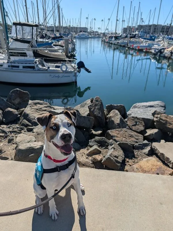 An adult large-sized male Pit Bull Terrier dog named Meyer for adoption in Oceanside, CA
