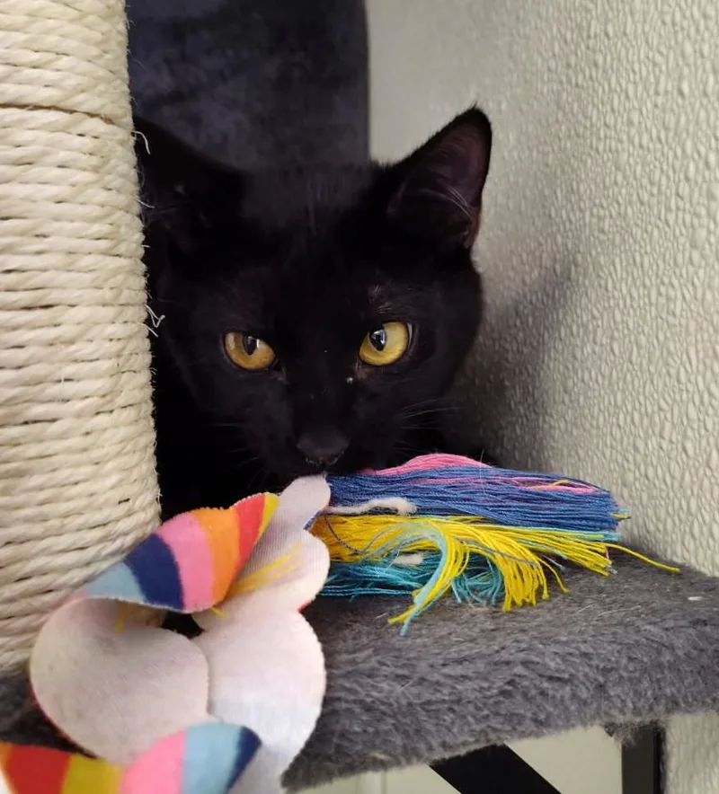 An adult medium-sized female Black Domestic Short Hair cat named Angel for adoption in Larned, KS