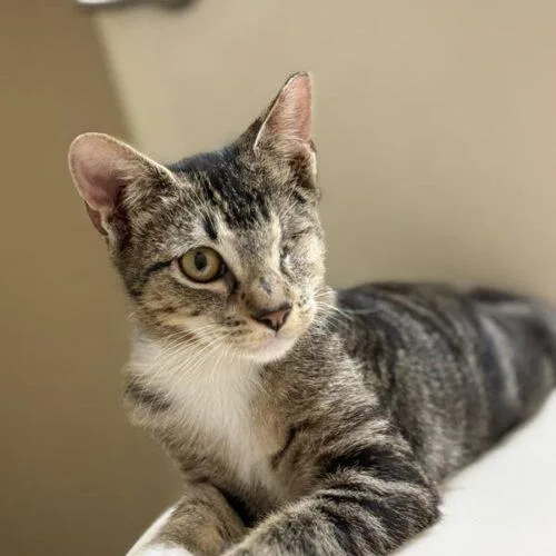 A baby small-sized female Domestic Short Hair cat named Willow. for adoption in Tampa, FL