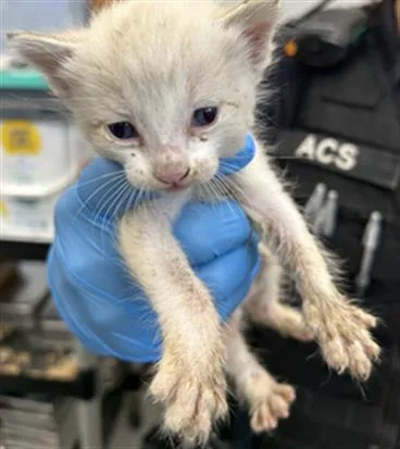 A baby small-sized male Siamese cat named Ricotta for adoption in Olivehurst, CA