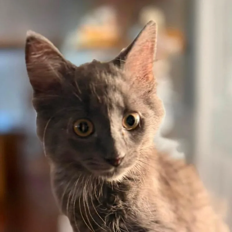 A baby small-sized male Gray / Blue / Silver Domestic Short Hair cat named Slate for adoption in Gloucester, VA