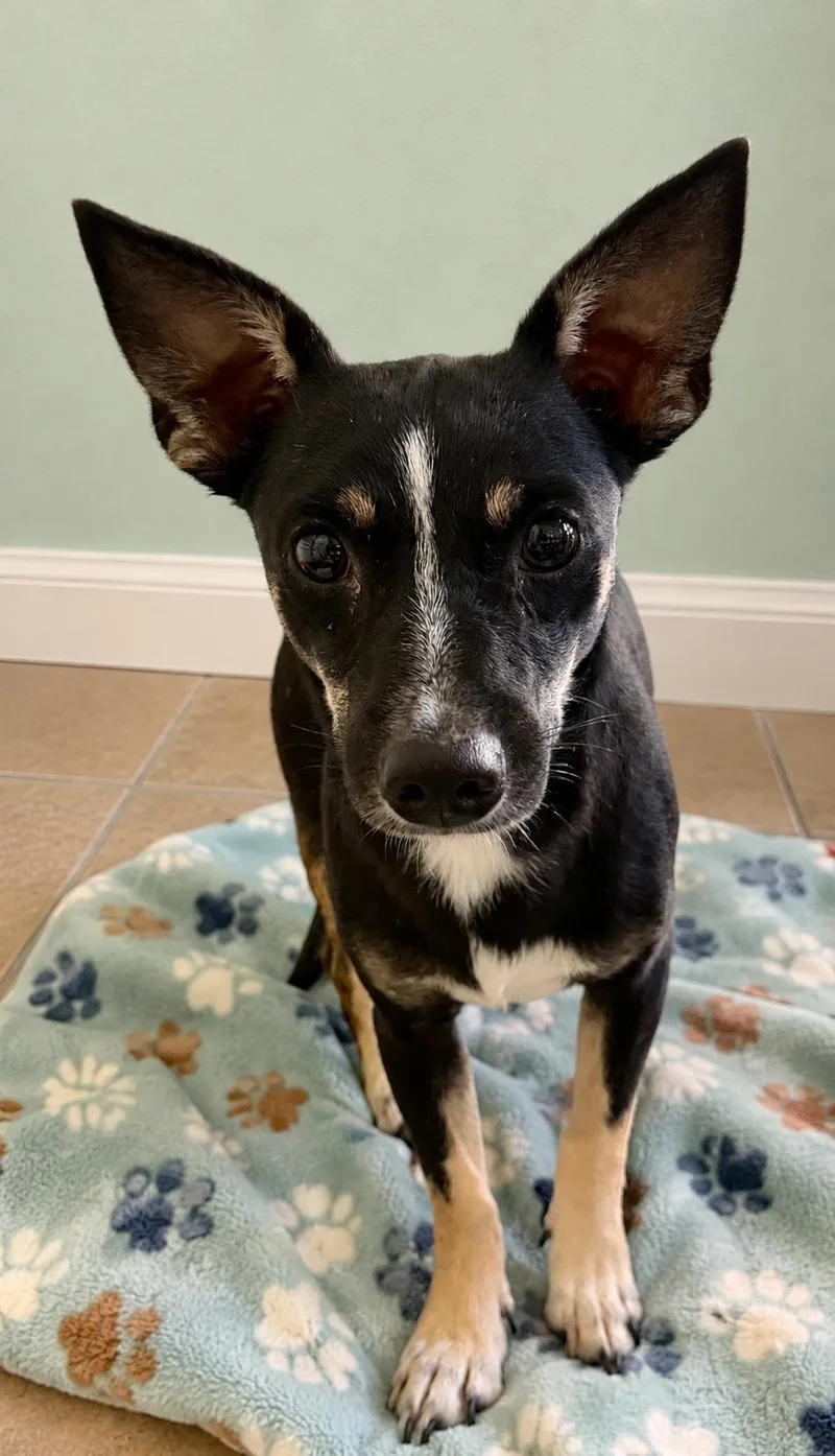 A young small-sized male Black Chihuahua dog named Luke for adoption in Boca Raton, FL