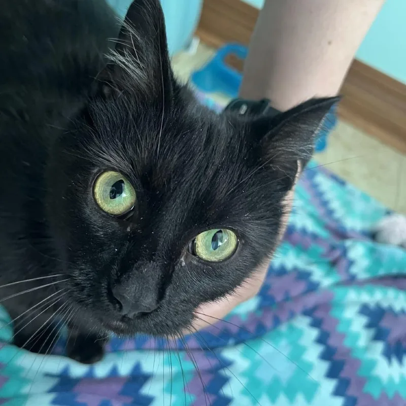 A young small-sized female Black Domestic Short Hair cat named Spaghetti for adoption in Delaware, OH