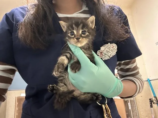 A baby small-sized female Domestic Medium Hair cat named Vanelope for adoption in Riverside, CA