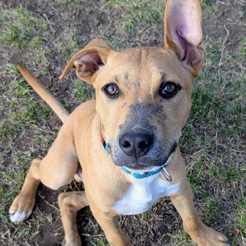 A young medium-sized male Labrador Retriever dog named Hank for adoption in Tulsa, OK