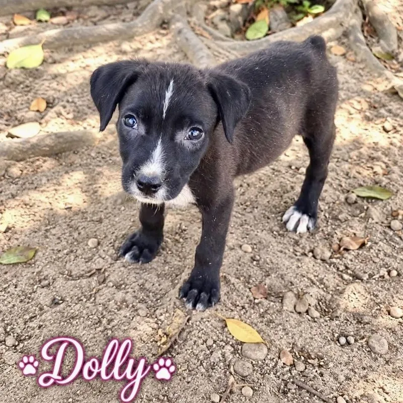 A baby medium-sized female Black Mixed Breed dog named Dolly for adoption in Brewton, AL