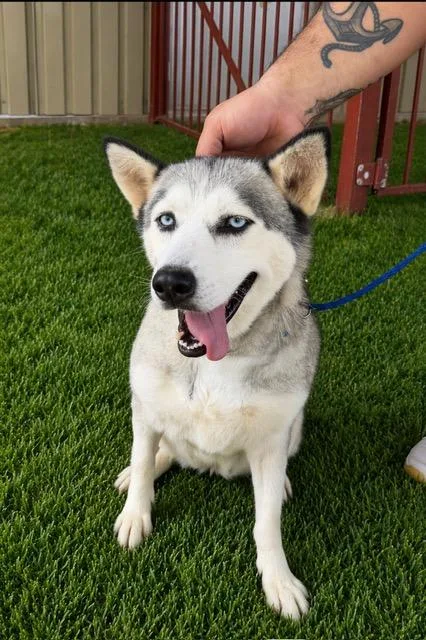 An adult medium-sized female Siberian Husky dog named Genevieve for adoption in Sumter, SC
