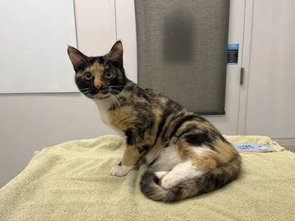 A young medium-sized female Black Domestic Short Hair cat named Mercedes for adoption in Kansas City, MO
