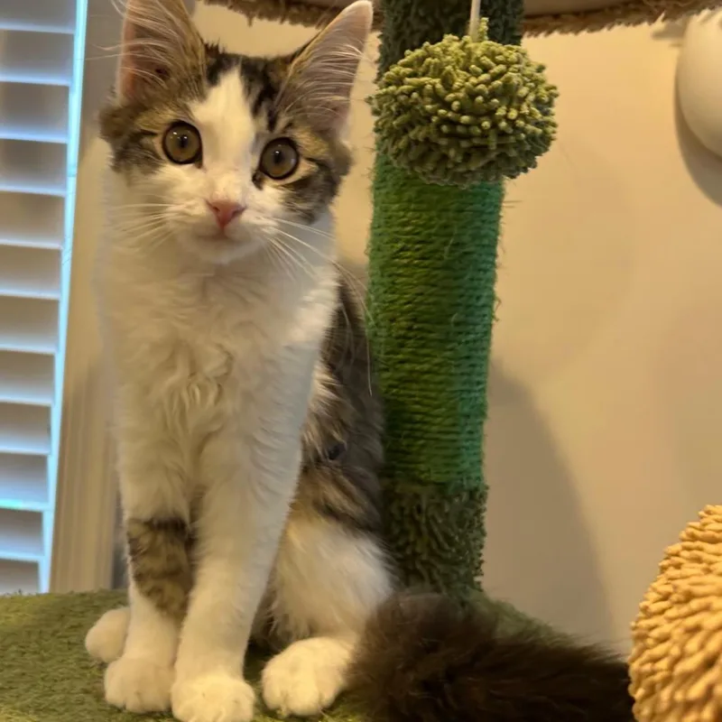 A baby medium-sized female Domestic Long Hair cat named Fluff for adoption in Sewell, NJ